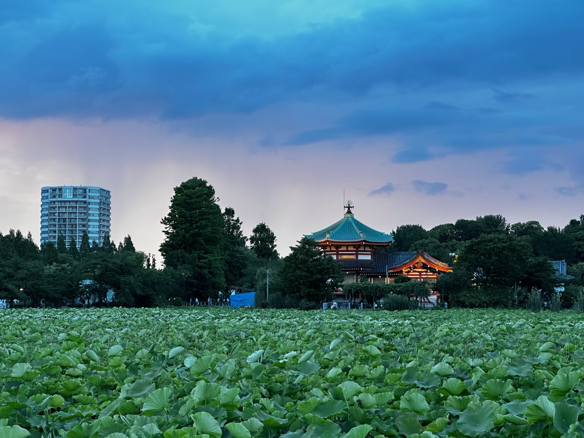 Field in Tokyo